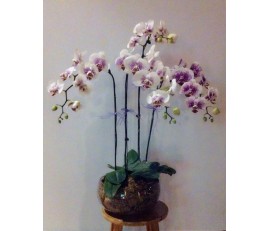 O1 4 Stems White Orchids